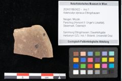 Foto (Objekt + Etikett) von Asterocalyx styriacus Ettingshausen (NHMW-GEO-2024-0188-0422)